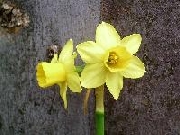Tete a Tete
